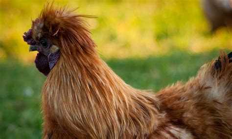 Colores Raros Y Variedades De Pollo Silkie Con Fotos Criar Gallinas