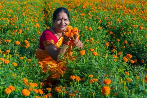 Step By Step Guide To Marigold Cultivation A Beginners Guide