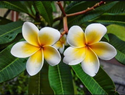 15 Popular Flower In Bali