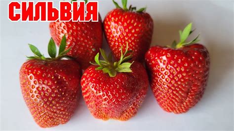СИЛЬВИЯ! НОВИНКА! Сорт клубники с крупной ягодой! - YouTube