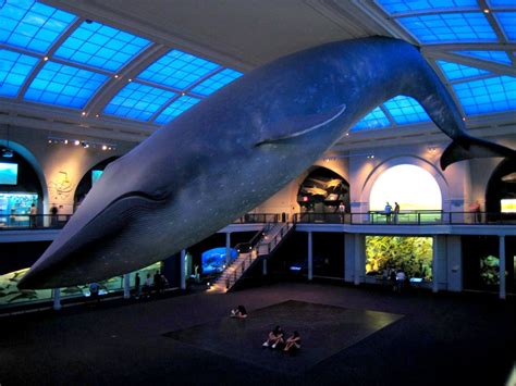 Get Vaccinated Under the Blue Whale at the American Museum of Natural ...