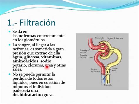 FORMACIÓN DE LA ORINA