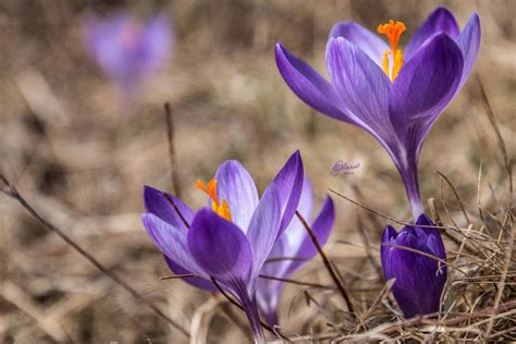 Forse Arriva La Primavera Foto Mauro Malvolti Redacon