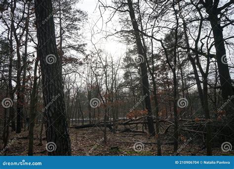 Berlin Forest During The February Thaw Berlin Germany Stock Photo