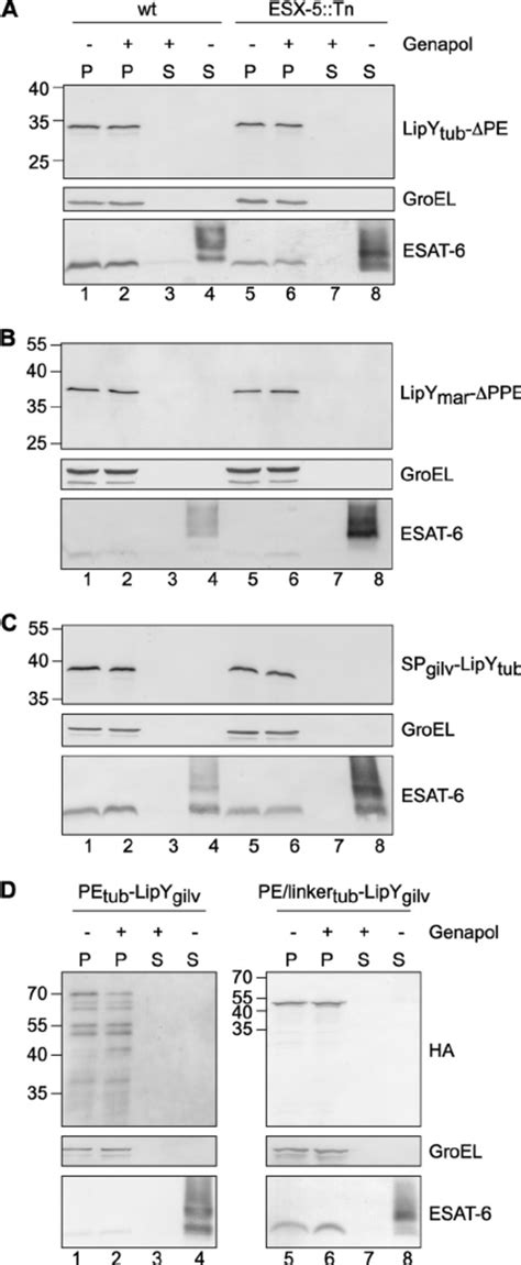 The N Terminal PE And PPE Domains Are Required For ESX 5 Secretion Of