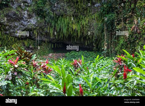 Fern Grotto In The Wailua Valley Is A Hawaiian Sacred Place Kauai