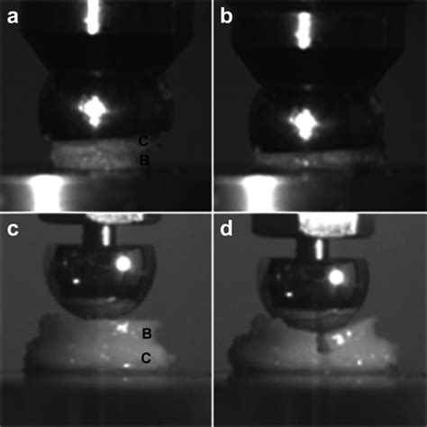 Effects Of Cartilage Impact With And Without Fracture On Chondrocyte