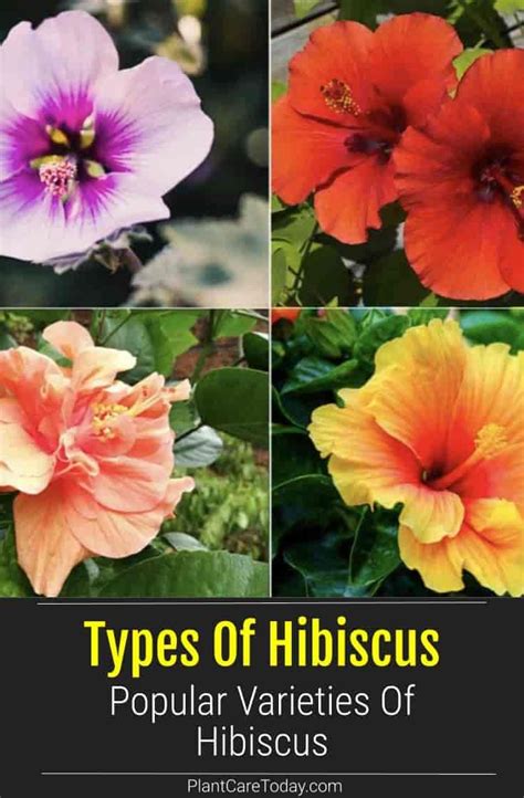 Five Types Of Hibiscus Flower Eveliza Tumisma