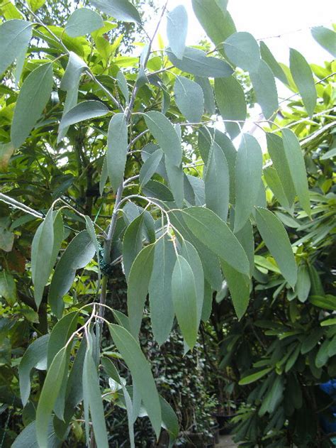 Eucalyptus Pauciflora Ssp Debeuzevillei