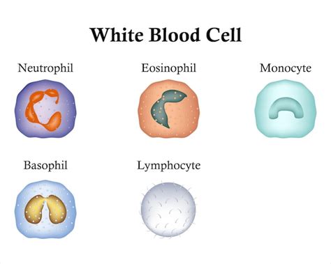 Images De Eosinophile T L Chargement Gratuit Sur Freepik