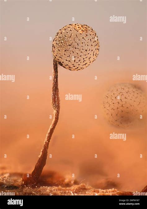 Cribraria Intricata A Slime Mold Microscope Image Of Sporangia Stock