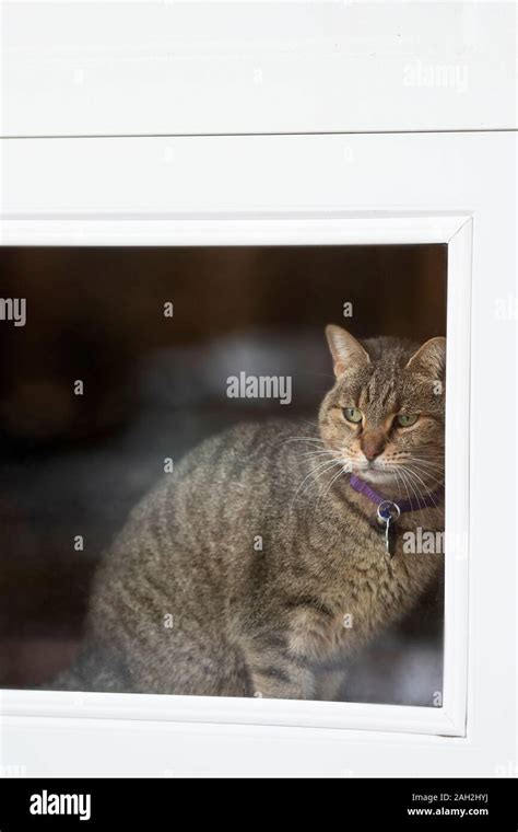 Tabby Cat Looking Out Window Hi Res Stock Photography And Images Alamy