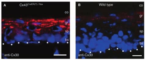 Immunofluorescence Labelling Of Cx30 In Cryosections Of Download