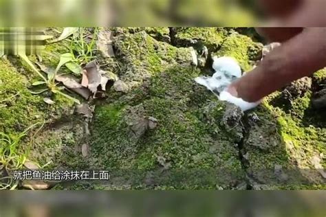 男子将鱼油涂抹在泥土上一条条鱼破土而出收获可真不小 条鱼 泥土 鱼油