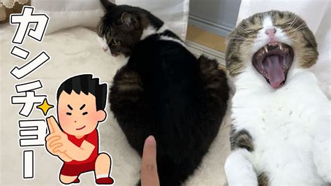 猫のお尻にカンチョーしてみた結果w W W Youtube