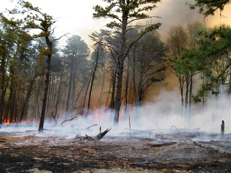 Understory Burn Of The Forest In Maryland Image Free Stock Photo