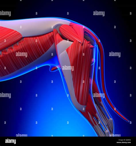 Hund Muskeln Anatomie Anatomie der Muskeln ein Rüde Stockfotografie