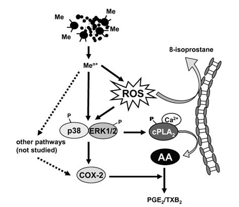 Scheme of the MAF02-induced activation of the arachidonic acid cascade ...