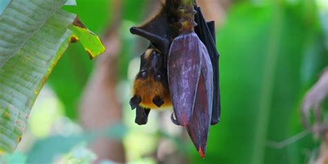 Golden-Crowned Flying Fox Pictures - AZ Animals