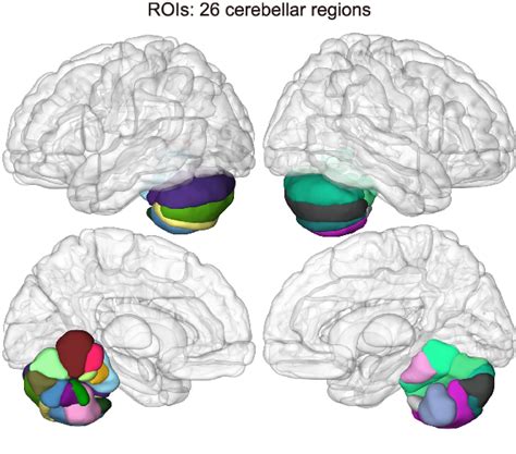 Figure 1 From Cerebellar Gray Matter Volume And Its Role In Executive