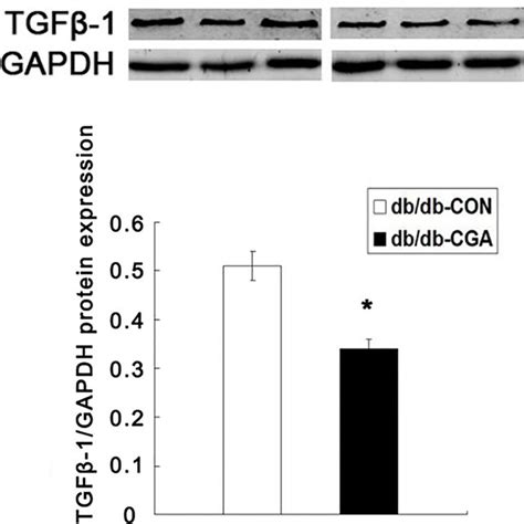 CGA Effects on PPAR α mRNA Expression in the Liver of db db and db m