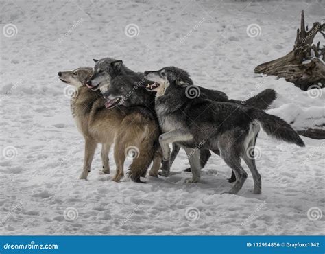 Wolf Pack Playing in the Snow. Stock Photo - Image of animals, wildlife: 112994856