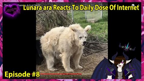 Lunara Ara Reacts To Daily Dose Of Internet Episode Youtube