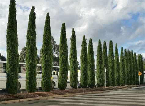 Cupressus 'Glauca Pencil Pine' - Hello Hello Plants & Garden Supplies