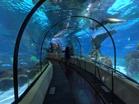 Entradas Al Aquarium De Barcelona Hellotickets