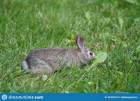 An Adorable Bunny Eats A Green Leaf Stock Image Image Of Adorable