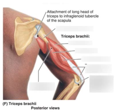 Diagram Of 1 2 Posterior Arm Extensors Quizlet