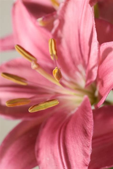 Lilie Foxtrot - Lilium Foxtrot günstig kaufen