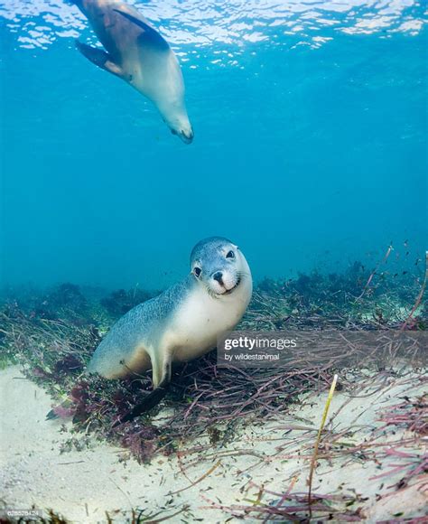 Australian Sea Lion Pups High-Res Stock Photo - Getty Images