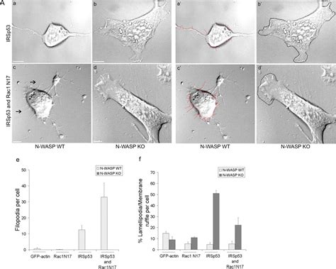 The Cdc Effector Irsp Generates Filopodia By Coupling Membrane