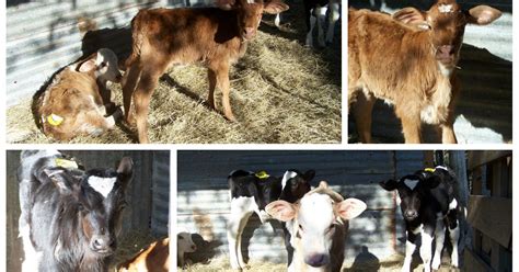 Homesteader Beef Blog : Bottle feeding calves milk replacer