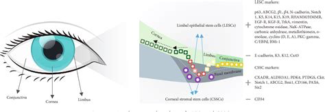 Figure 1 From Corneal Stem Cells As A Source Of Regenerative Cell Based