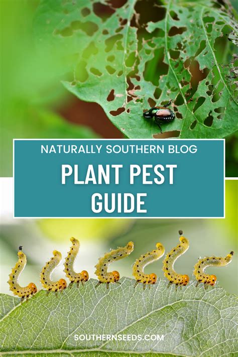 From Aphids To Whiteflies The Ultimate Guide To Garden Pests Garden