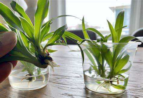 Propagate Spider Plant In Water - Plant Ideas
