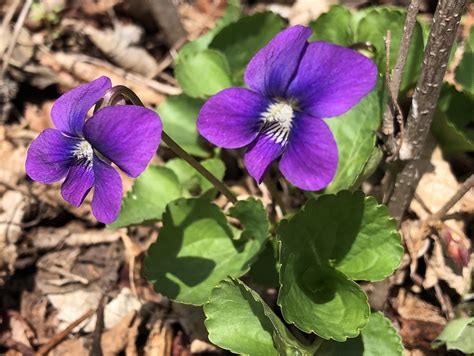 Wisconsin Wildflower | Wood Violet | Viola papilionacea| The Wisconsin state flower