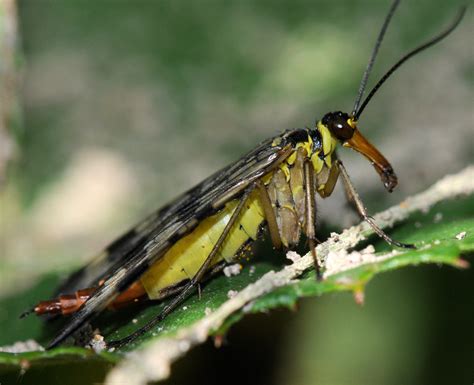 Réf 36426 INSECTA Mecoptera Panorpidae Panorpa vulgaris