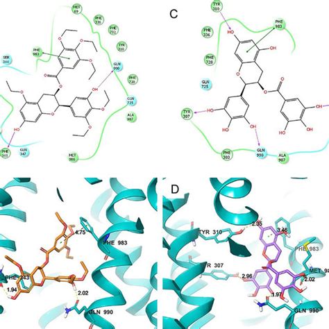 Molecular Modeling Of The Binding Of Y 6 And Egcg To Abcb1 Homology Download Scientific