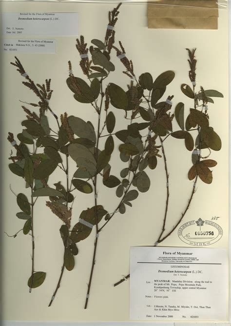 Desmodium Heterocarpon L Dc Myanmar Vascular Plants Database