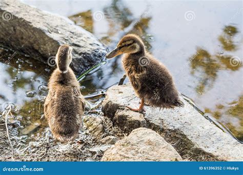 Ducklings stock photo. Image of animal, little, female - 61396352