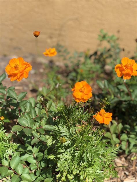 Spotted at a neighbors house in Tampa Florida. : r/whatsthisplant