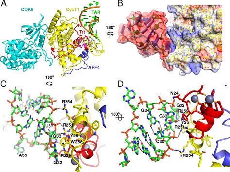 Structural Mechanism For Hiv Tar Loop Recognition By Tat And The