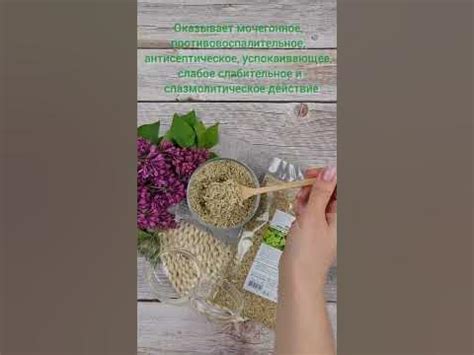 Пол-пала трава / Эрва шерстистая / Травы Горного Крыма - YouTube