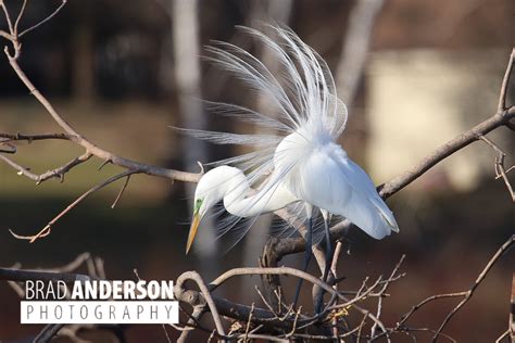 Great egret breeding plumage | Brad Anderson Photography