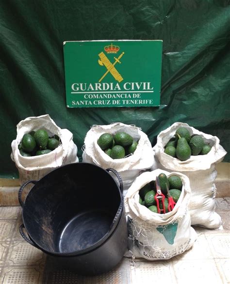 Investigan A Un Hombre Por El Robo De 174 Kilos De Aguacates