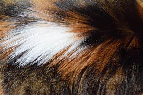 Free Stock Photo Of Calico Fur Download Free Images And Free