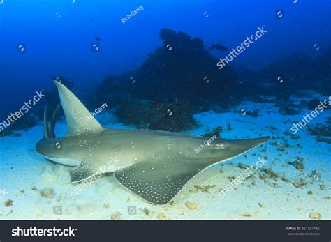 Shovelnose Shark